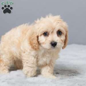 Faith, Cavachon Puppy